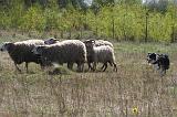 BORDER COLLIE - MOUTONS 081